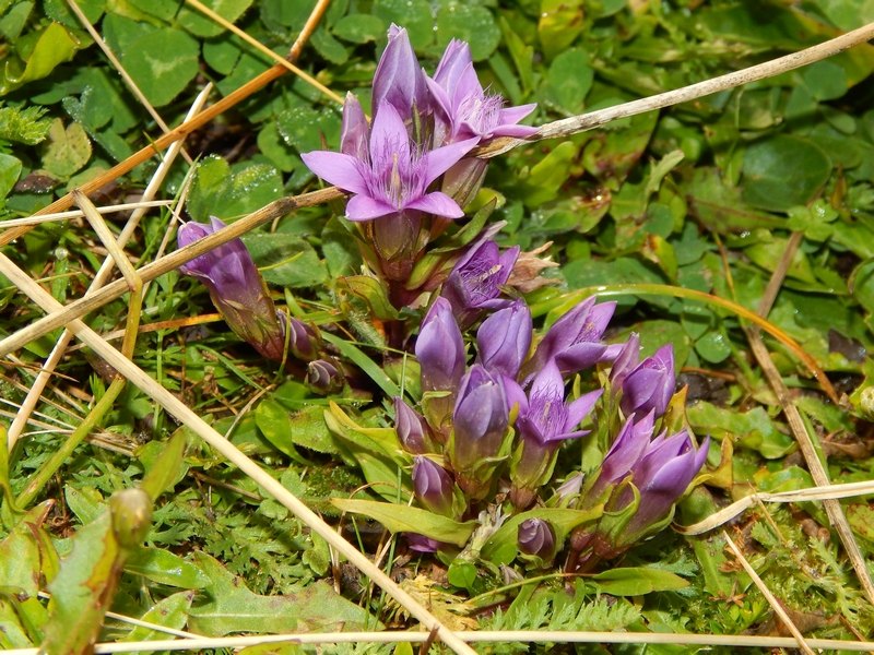 Gentianella sp.